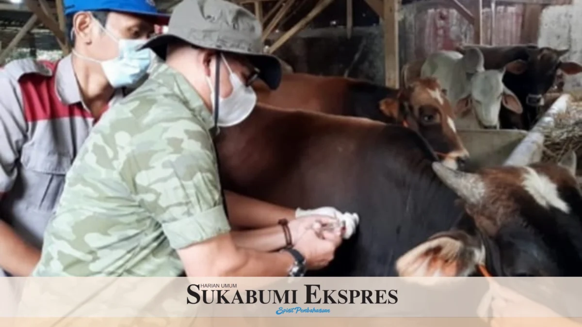 Virus PMK Mulai Menyerang di Kota Sukabumi