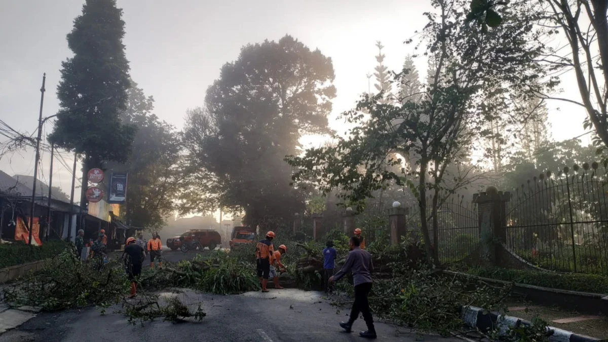 Pohon Tumbang Sempat Tutup Jalan Suryakencana Sukabumi
