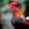 Turis Asing Protes Suara Kokok Ayam, Gubernur Bali: Pelihara Ayam Banyak-Banyak!