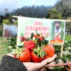 Tempat Wisata Taman Strawberry Sukabumi