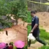 Banjir Bandang di Cianjur Membuat Ribuan Ayam Ternak Hanyut