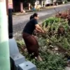 Video Viral: Bu Thomas Tangkap Ular Pakai Tangan Kosong