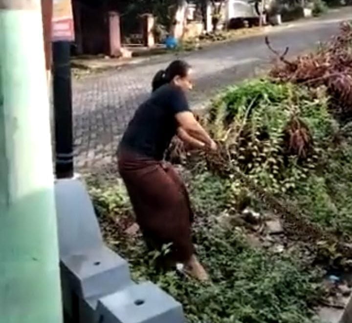 Video Viral: Bu Thomas Tangkap Ular Pakai Tangan Kosong