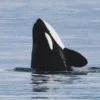 Predator Top Di Perairan Laut, Simak Fakta Paus Orca!