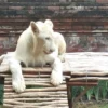 Bandung Zoo Hadirkan Sensasi Bukber Bareng Singa di Bulan Ramadan