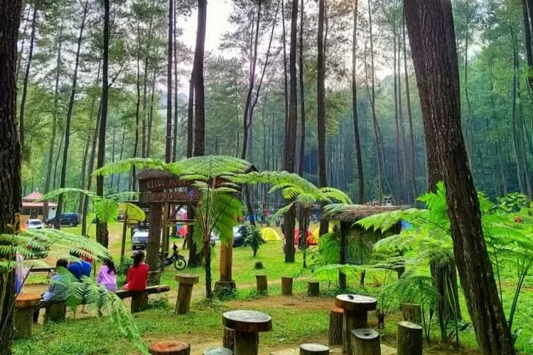 5 Wisata Alam Hutan Pinus Bogor yang Memiliki Pesona Keindahan