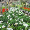 Pesona Wisata Agro Inkarla Cianjur yang Menyuguhkan Beragam Bunga Indah