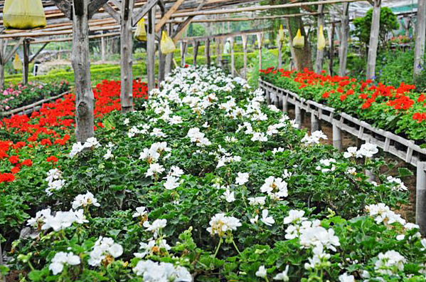 Pesona Wisata Agro Inkarla Cianjur yang Menyuguhkan Beragam Bunga Indah