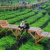 Inilah 3 Wisata Instagramable di Bogor