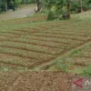 Pemkot Sukabumi Kembangkan Pertanian Organik Penuhi Permintaan Pasar