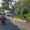 Membahayakan, Pohon Mahoni di Jalan Nasional Cisolok Ditebang