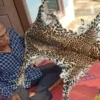 Pengakuan Pencari Lebah Madu yang Terpaksa “Bunuh” Seekor Macan Tutul di Sukabumi