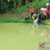 Diskan Sukabumi Tebar Ribuan Benih Ikan Lokal