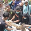 Macan Tutul Terjerat Jebakan Babi Hutan yang Dipasang Petani di Kalibunder Sukabumi