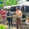 Warga Kampung Bojongsetra, RT 03 RW01 Kelurahan Cibadak, Kabupaten Sukabumi Saat mengevakuasi Piton sepanjang