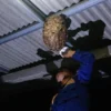 Salah seorang petugas Tim Animal Rescue Dinas Satpol PP dan Damkar Kota Sukabumi mengevakuasi sarang tawon di