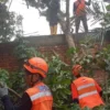 Personel BPBD Kota Sukabumi saat mengevakuasi pohon yang tumbang
