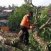 Petugas BPBD Kota Sukabumi mengevakuasi pohon tumbang