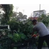 Petugas mengevakuasi pohon tumbang