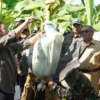 Dirjen Penataan Agraria Kementerian ATR/BPN RI, Dalu Agung Darmawan melihat proses packing pisang