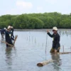 Peringati Hari Bumi Sedunia : Bio Farma Tanam 4000 Mangrove. (IST)