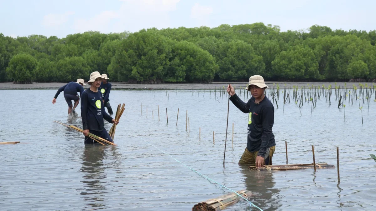 Peringati Hari Bumi Sedunia : Bio Farma Tanam 4000 Mangrove. (IST)