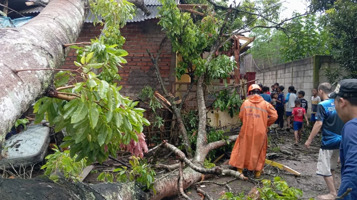 Personel BPBD Kota Sukabumi mengevakuasi pohon tumbang